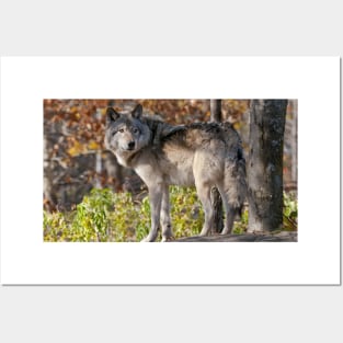 Timber Wolf Posters and Art